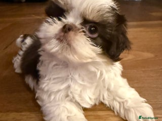 Shih Tzu dogs Imperial Shih Tzu Girl – Ready Now! - Advert 1