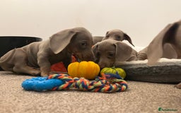 Dachshund dogs for sale: Beautiful Isabella pups exceptional quality  - Image 29