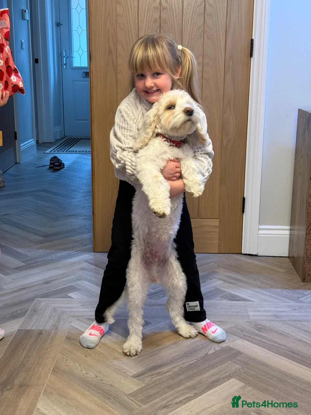 Cockapoo dogs for sale: 8 month old male Cockapoo - Advert 7
