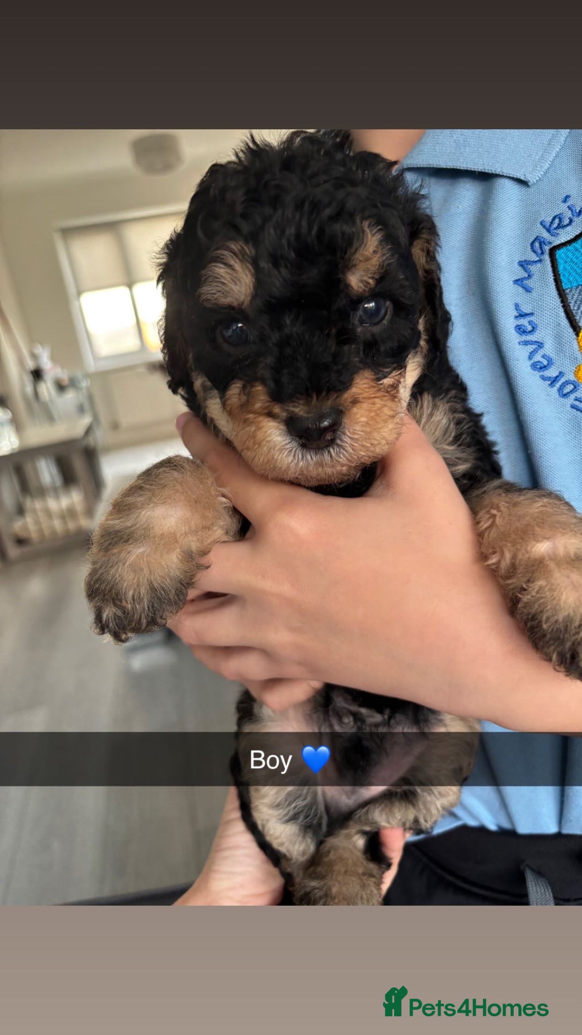 Labradoodle dogs Miniature labradoodles F1B for sale PHANTOM - Advert 6