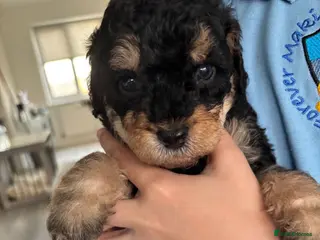 Labradoodle dogs Miniature labradoodles F1B for sale PHANTOM - Advert 6