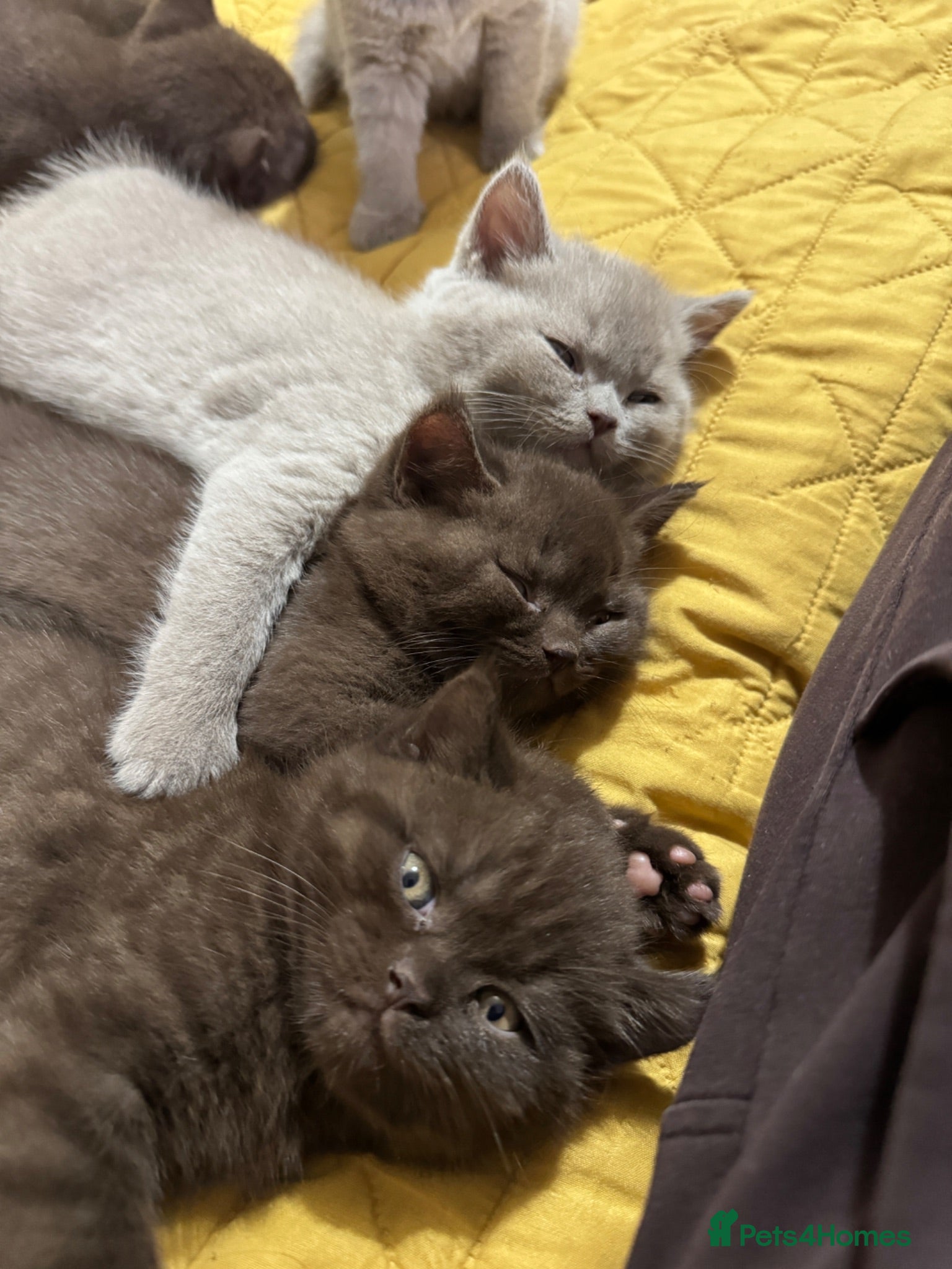 British Shorthair cats British shorthair kittens  - Advert 1