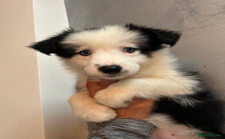 Border Collie dogs - Advert 2