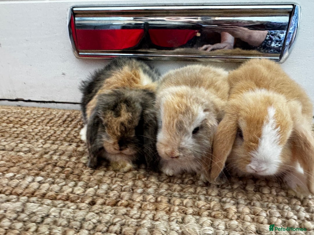 Mini Lop rabbits for sale: Mini Lop Bunnies (3 Girls Ready now) More 15th Aug - Image 12