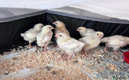 Chickens poultry for sale: 2-3 week chicks  - Image 4