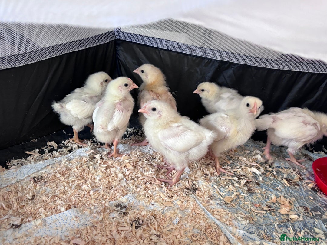 Chickens poultry for sale: 2-3 week chicks  - Image 4