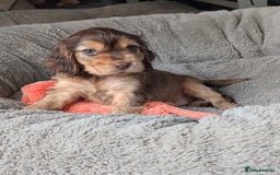 Cocker Spaniel dogs for sale: K C Reg, Show Cocker pups - Image 3