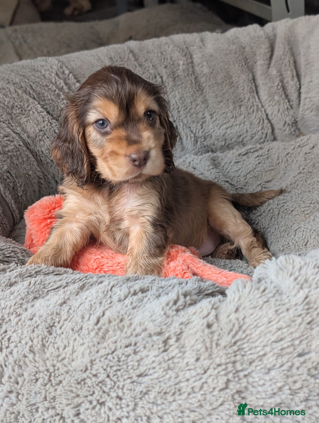 Cocker Spaniel dogs for sale: K C Reg, Show Cocker pups - Image 3
