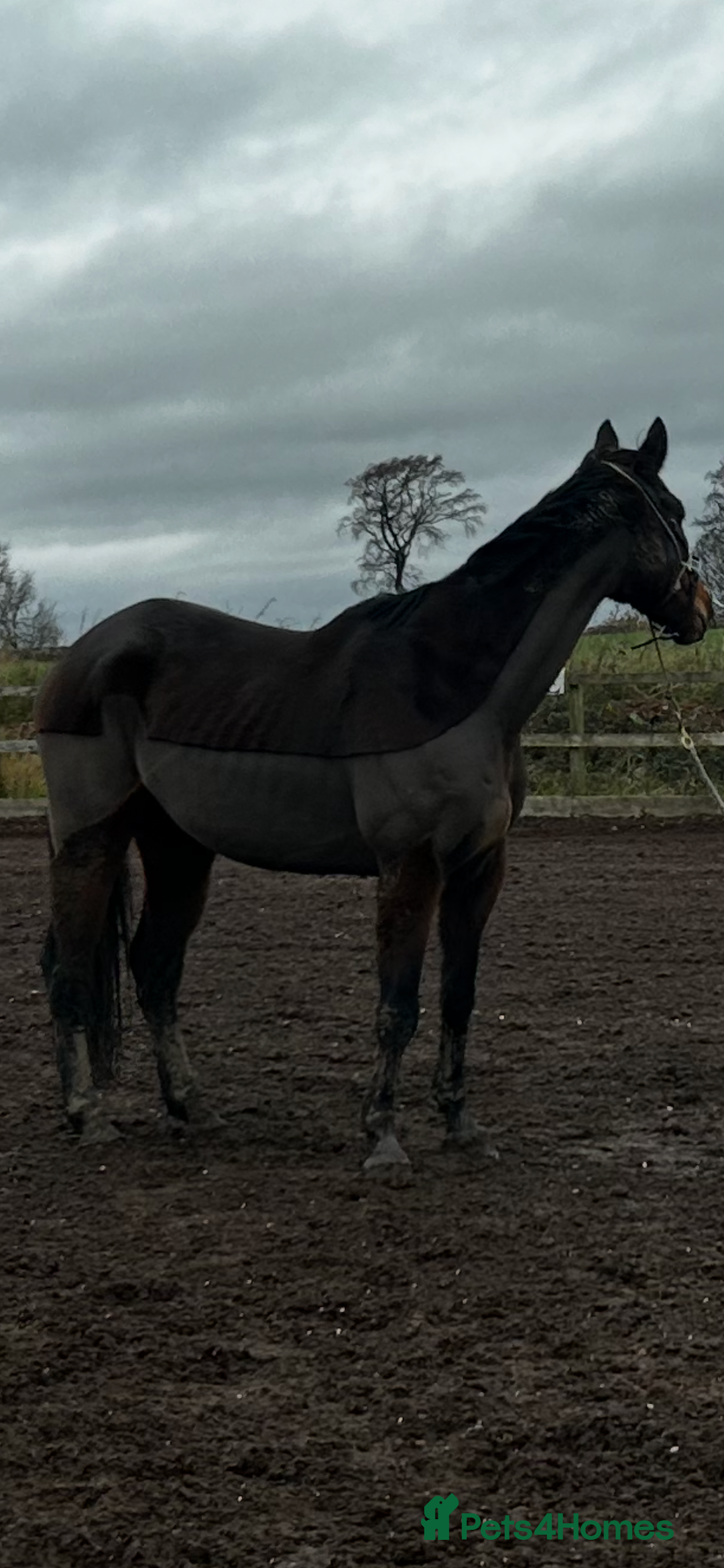 Irish Thoroughbred horses for sale: 17.2hh Beautiful gentleman Bay Gelding  - Advert 2