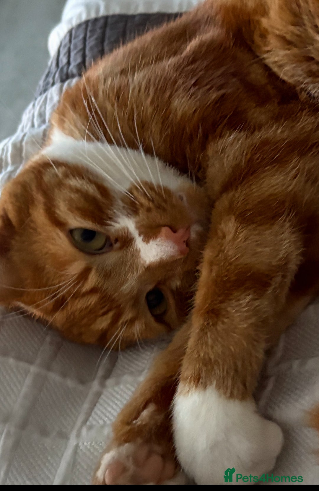 Mixed Breed cats for sale: Beautiful cat sunny  - Advert 7