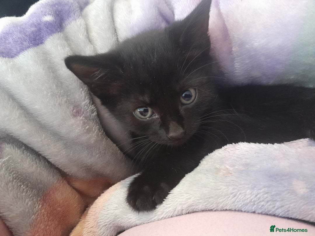Mixed Breed cats for sale: 5 beautiful kittens - Image 6
