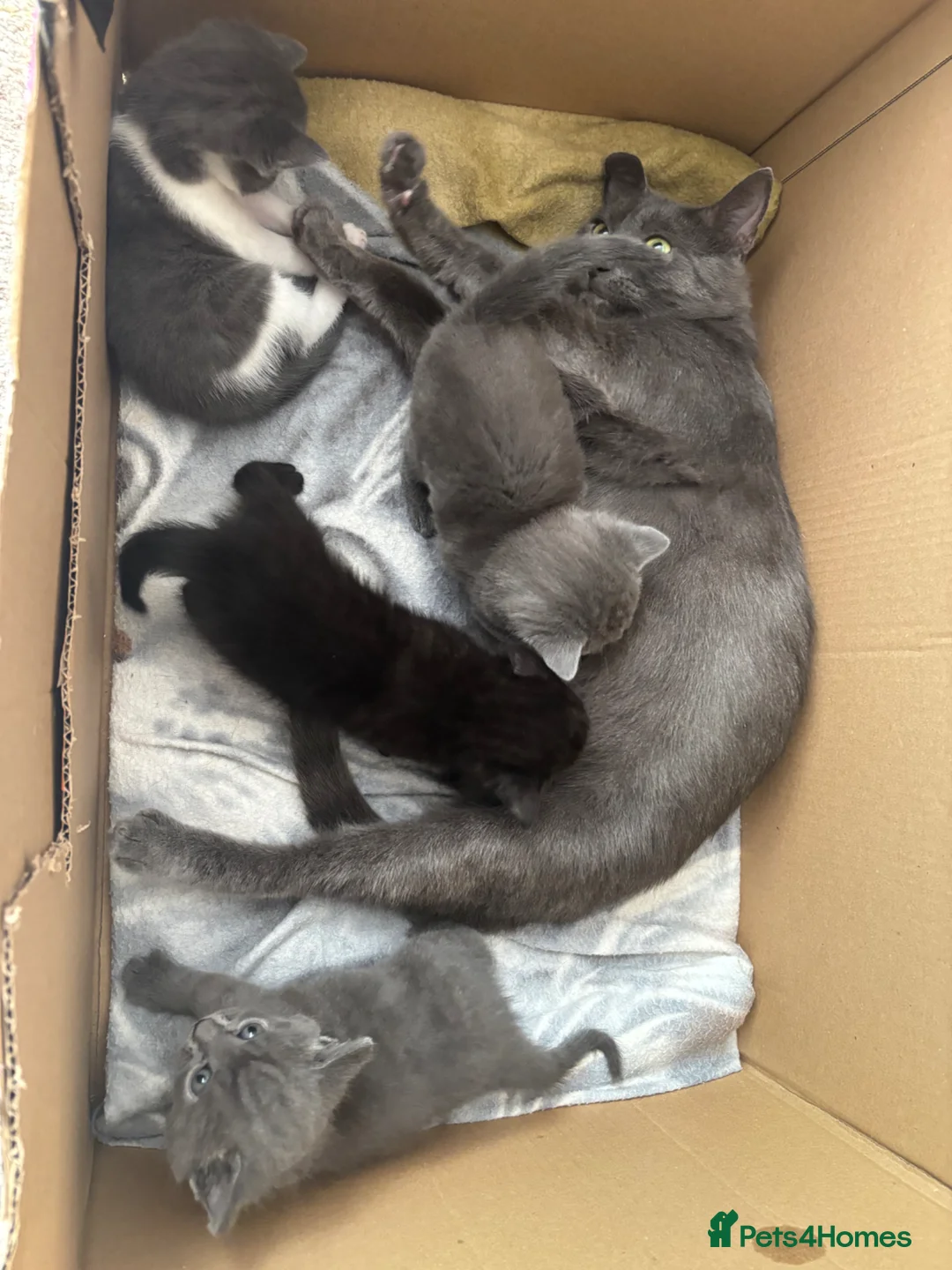 Mixed Breed cats for sale: 4 kittens available  in Halifax - Advert 4