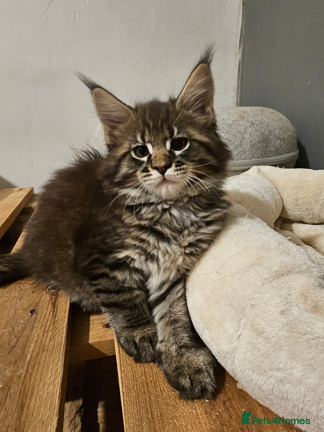 Maine Coon cats for sale: Pedigree Maine Coon boys from tested parents  - Image 2