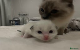 Ragdoll cats for sale: Pure Breed bi colour blue Ragdoll Kittens - Image 13