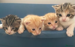 Mixed Breed cats for sale: 4 gorgeous mixed breed kittens - Image 1