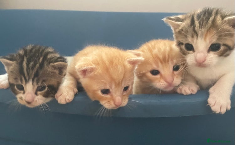 Mixed Breed cats - Advert 1