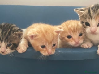 Mixed Breed cats - Advert 30