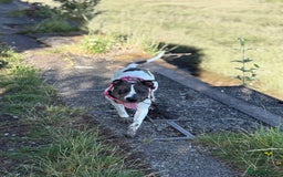 Mixed Breed dogs for sale: Female dog  - Image 10