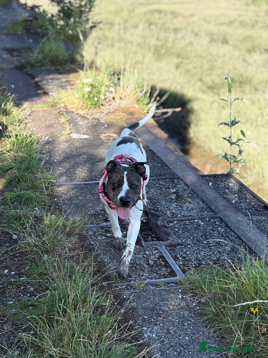 Mixed Breed dogs for sale: Female dog  - Image 10