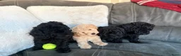 Bordoodle dogs for sale: Miniature Bordoodle Puppies F1BBB in South Shields - Advert 5