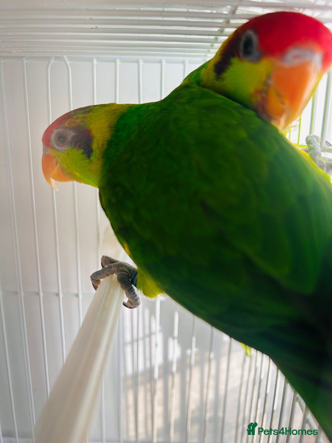 Lorikeets birds for sale: PROVEN pair iris lorikeet RARE!! - Image 2
