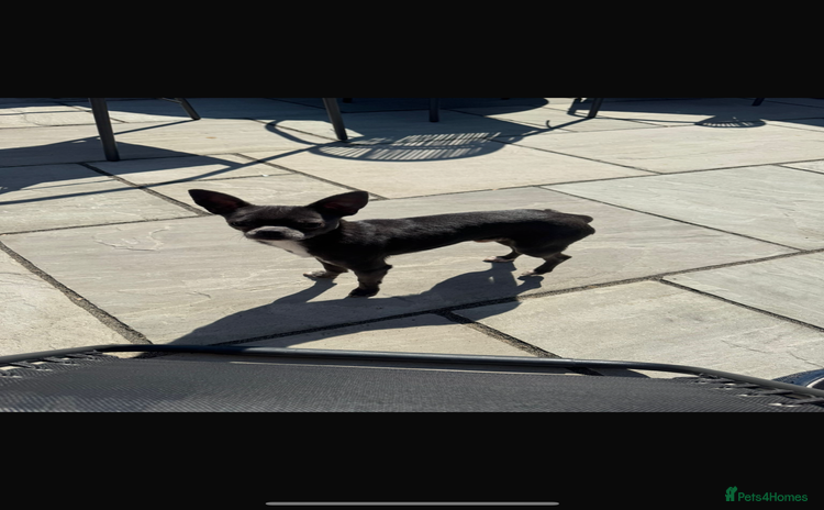 Chihuahua dogs - Advert 6