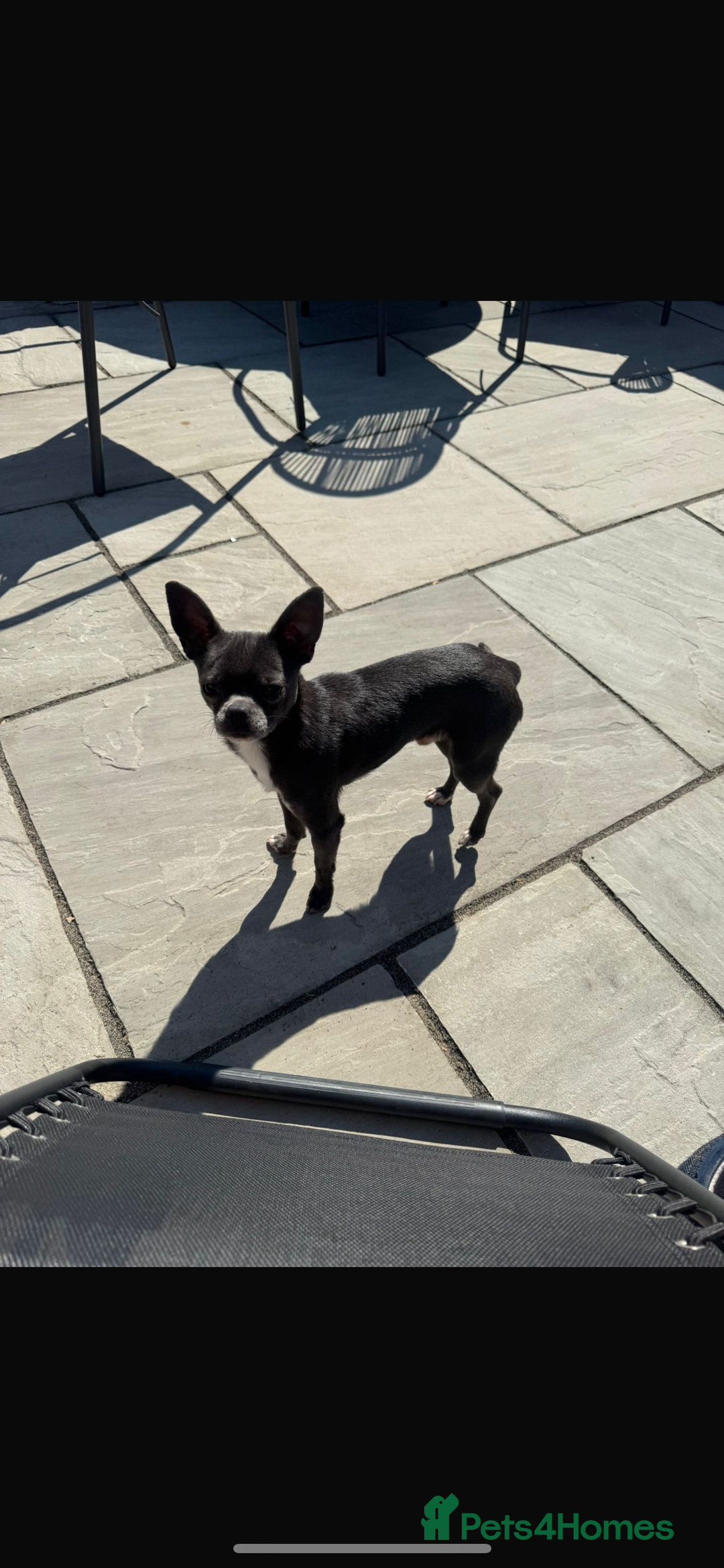 Chihuahua dogs for sale: Blue and white chihuahua boy - Image 1