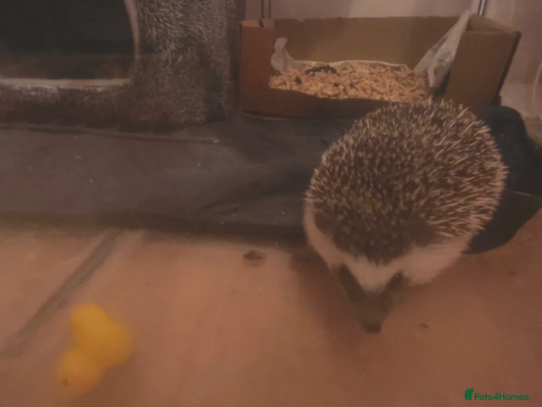 Pygmy Hedgehog rodents for sale: African Pygmy Hedgehog + Enclosure - Advert 3