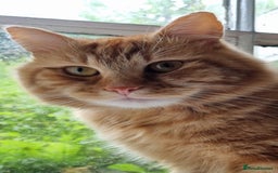 Siberian cats for stud: Handsome Ginger Siberian Cat for Stud - Image 10