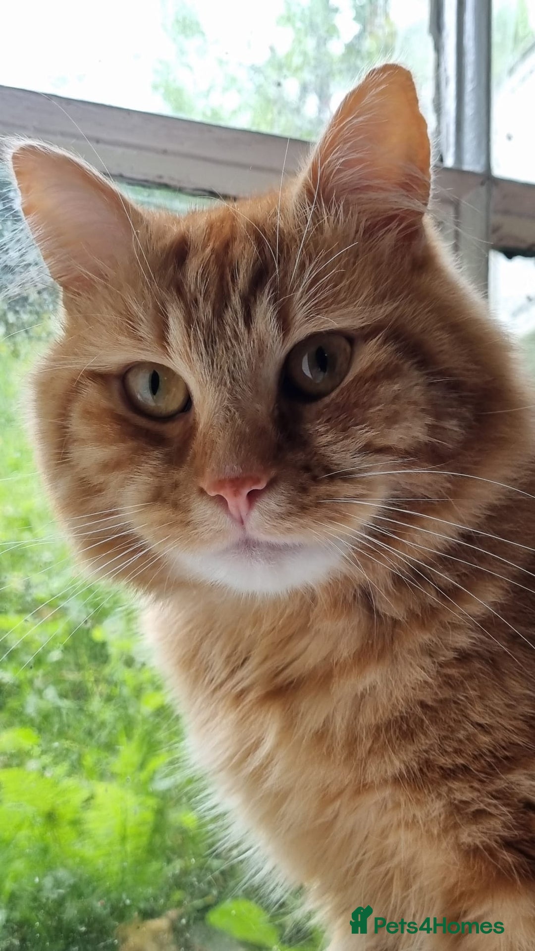 Siberian cats for stud: Handsome Ginger Siberian Cat for Stud - Image 10