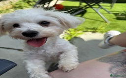 Mixed Breed dogs for sale: Loving dog Winter looking for her forever home - Image 15