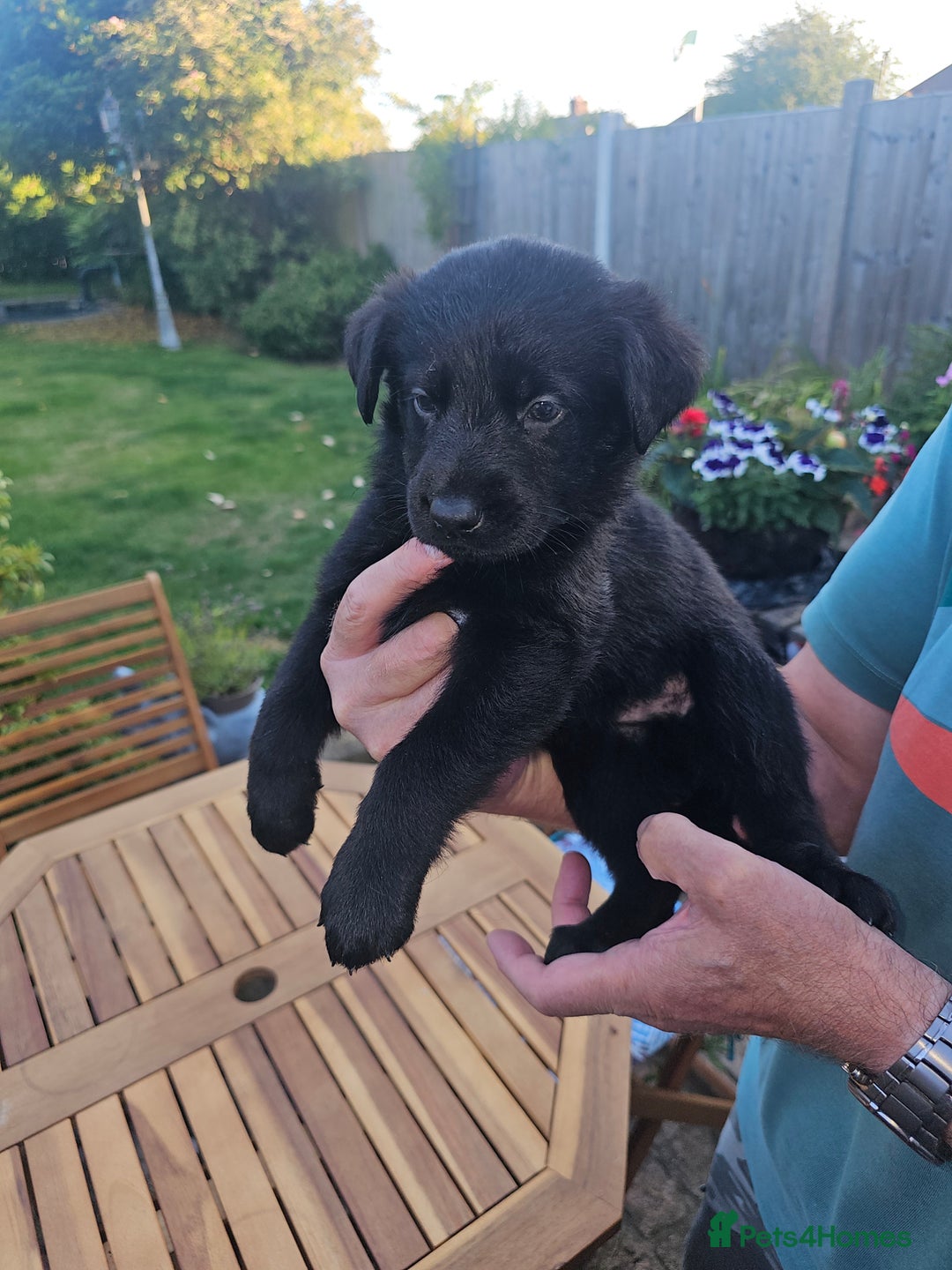 German Shepherd dogs for sale: Blue German shepherds for sale - Image 8