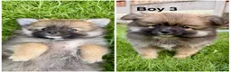 Pomeranian dogs for sale: Pomeranians Puppy’s  - Advert 4