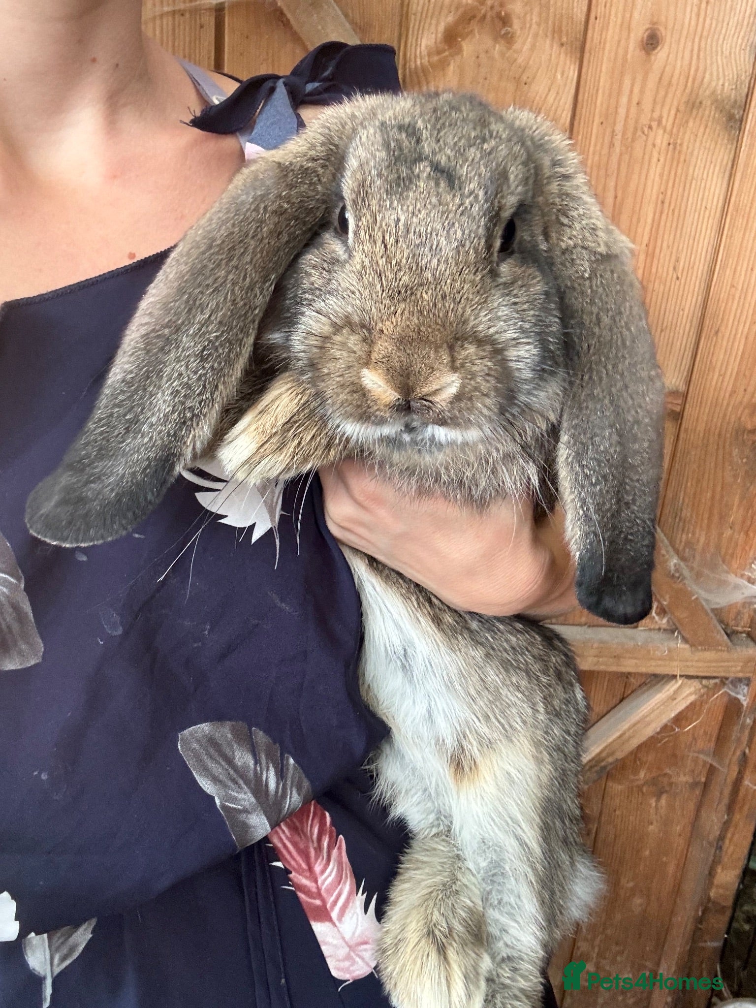 French Lop rabbits Last One Quality Giant French Lop Bunny Ready - Advert 1