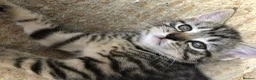 Mixed Breed cats for sale: Little darlings looking for loving homes - Advert 5