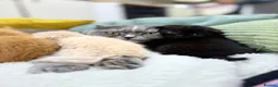 Scottish Fold cats for sale: Scottish fold and straight  in Bournemouth - Advert 6