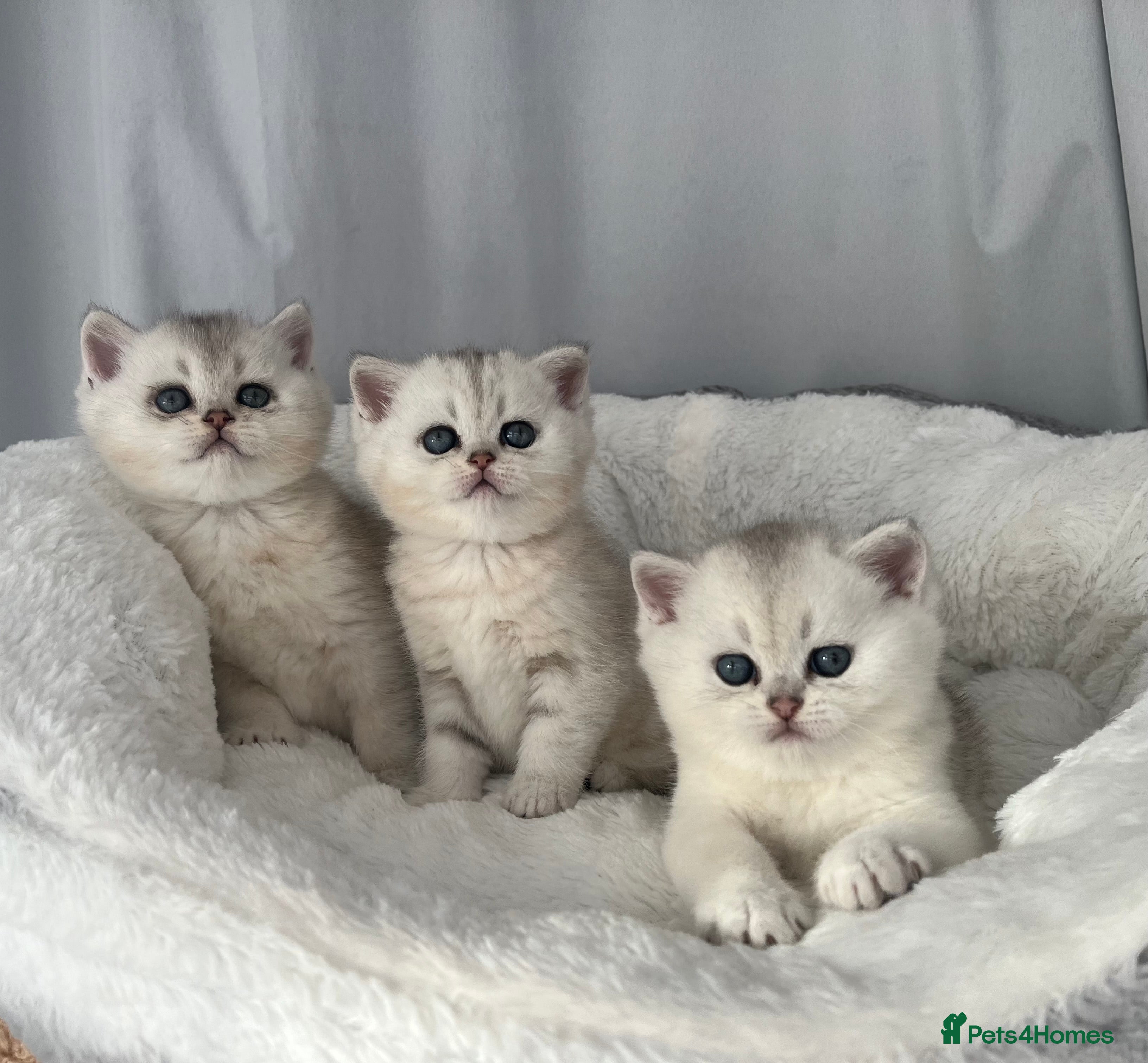 Scottish Fold cats Adorable Last Scottish Fold Kitten - Advert 8