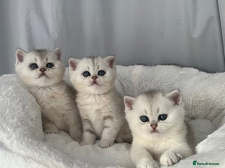 Scottish Fold cats Adorable Blue-Eyed Scottish Fold Kittens - Advert 1