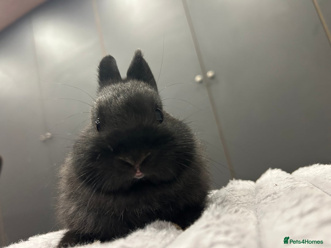 Netherland Dwarf rabbits for sale: Baby Netherland dwarfs  - Advert 8