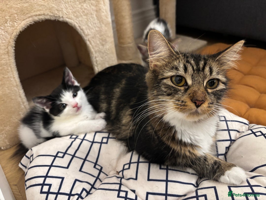 Mixed Breed cats for sale: Gorgeous mixed kittens from European Tabby breed - Image 10