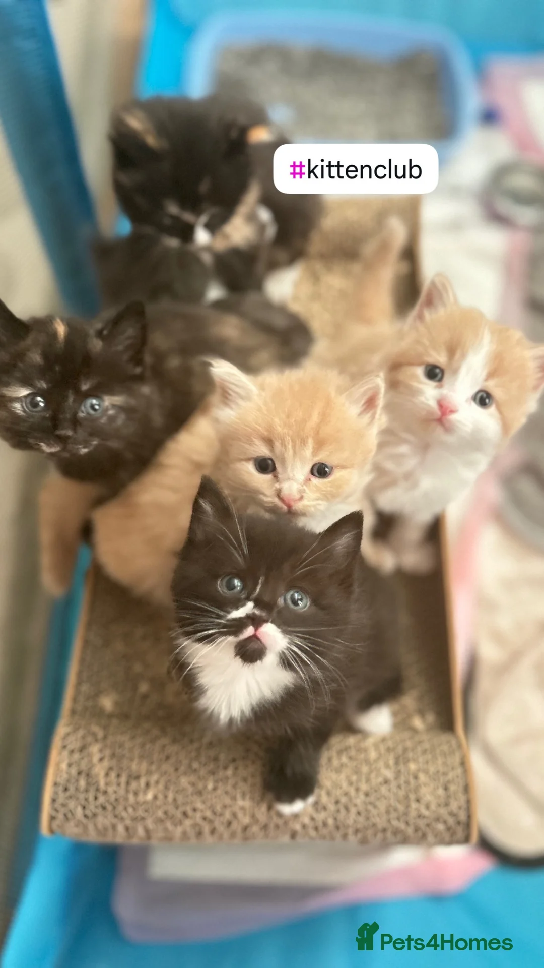British Shorthair cats for sale: Beautiful British Shorthair and Ragdoll cross  - Advert 1