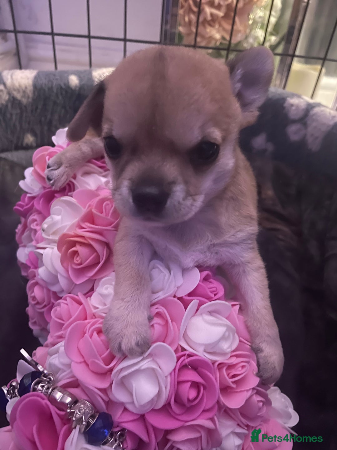 Chihuahua dogs for sale: Chihuahua puppy  - Advert 5