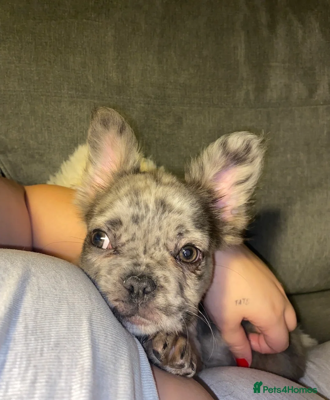 French Bulldog dogs for sale: Selling my beautiful Merle Fluffy French Bulldog - Advert 2