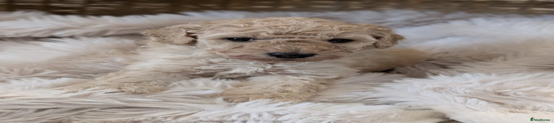 Australian Labradoodle Puppy 5