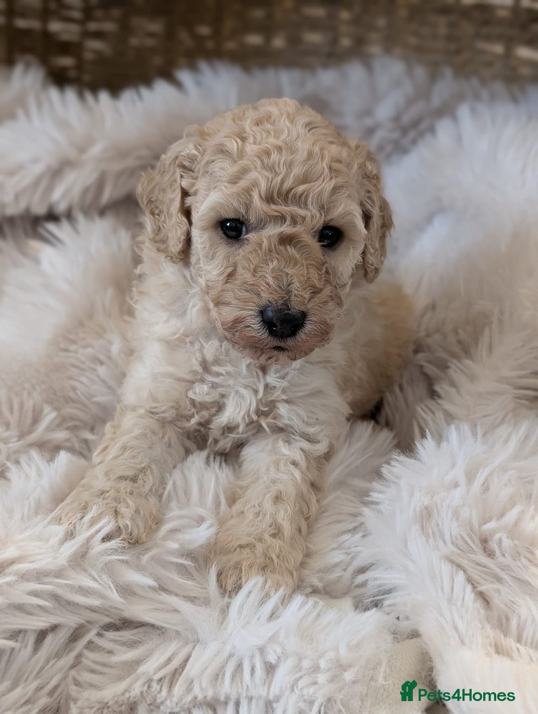 Australian Labradoodle dogs for sale: Minature Austrailian labradoodles - Image 6