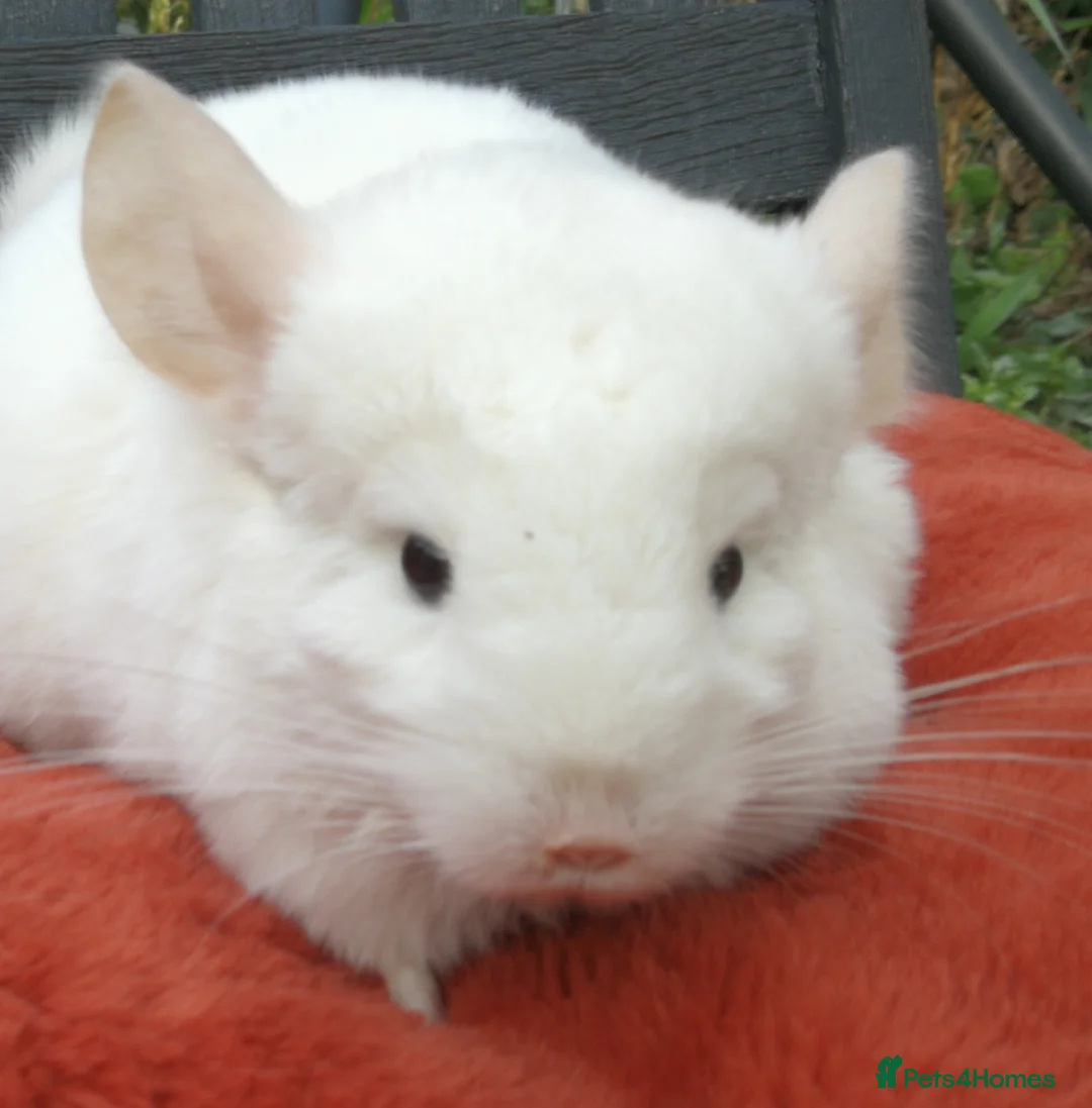 Chinchilla rodents for sale: Chinchilla Baby Girl, 3 months old for sale now in Feltham - Advert 2