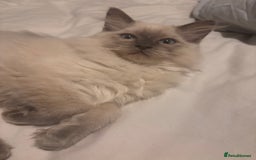 Ragdoll cats for sale: Purebred Ragdoll Kittens  in Melksham - Image 9
