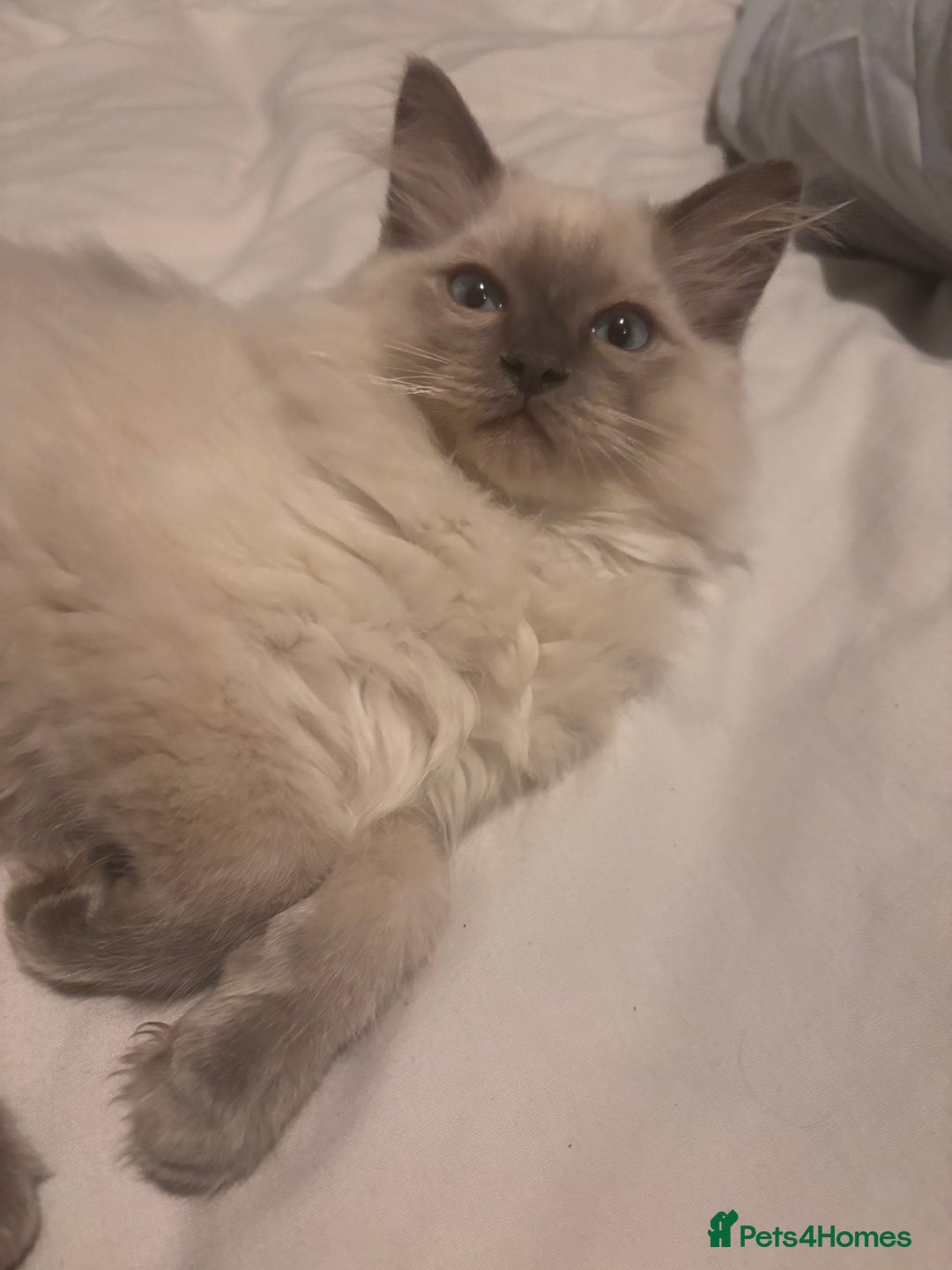 Ragdoll cats for sale: Purebred Ragdoll Kittens  in Melksham - Image 9