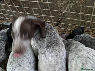 German Shorthaired Pointer dogs Pointers - Advert 1