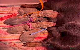 Dachshund dogs for sale: Miniature Dachshund Puppies  Health Tested Parents - Image 1